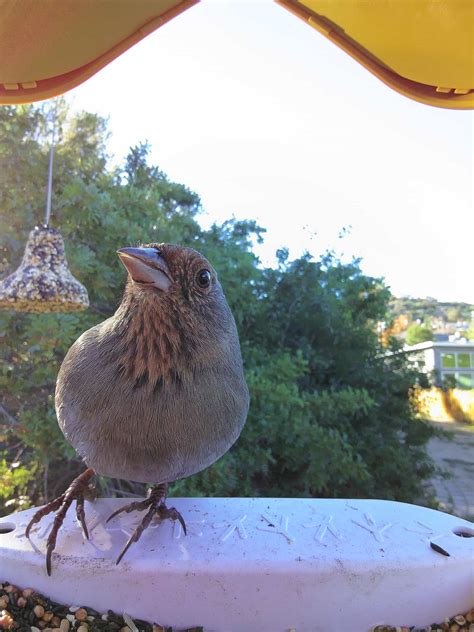 California Towhee A Drab But Endearing Ground Forager