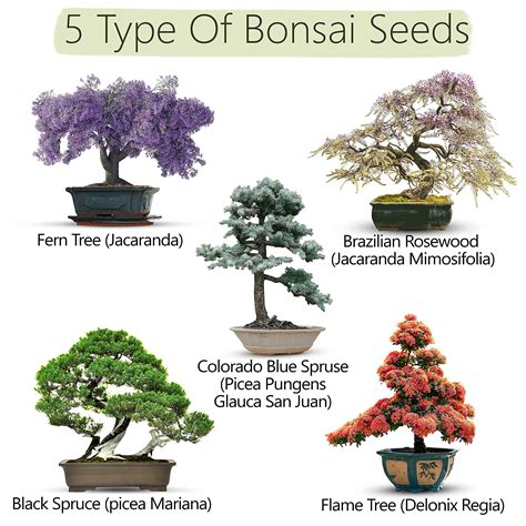 Buy Bonsai Tree Kit X5 Unique Japanese Bonzai Trees Complete Indoor