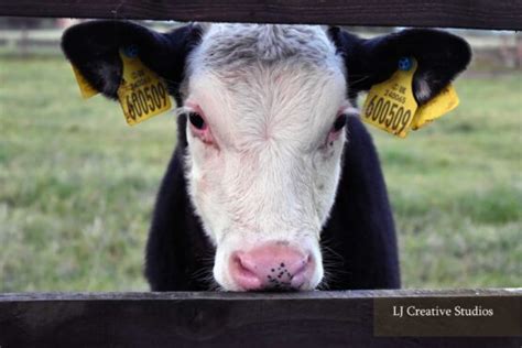 Young Calf Photography Print Lj Creative Studios