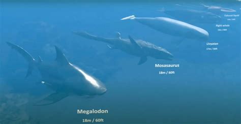 Visualization Comparing The Size Of Living And Extinct Sea Creatures