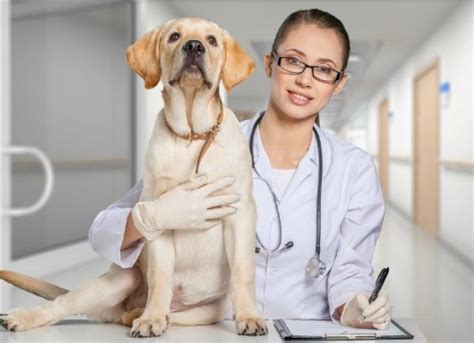 Veterinary Tests for Your Dog | PetMD