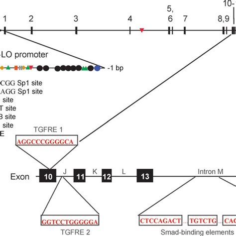 The Human 5 Lipoxygenase 5 Lo Gene 719 Kilobases Is Localized On