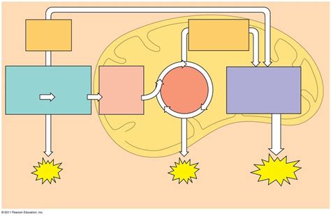 cellular respiration diagram Diagram | Quizlet