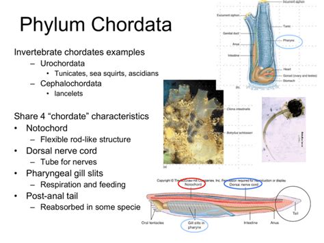 Chordata Examples