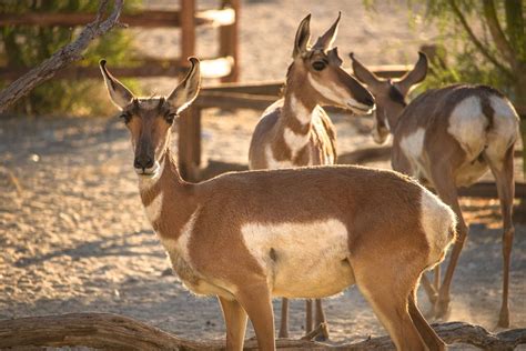 Pronghorn Projects Habitat Restoration The Living Desert