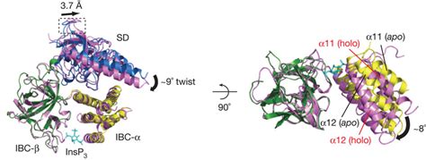 Insp Evoked Conformational Changes Superposition Of Apo Nt Cys Less