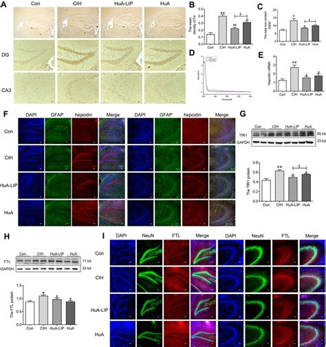 Iron levels in the hippocampus of CIH mice. (A) Perls' staining in the ... 