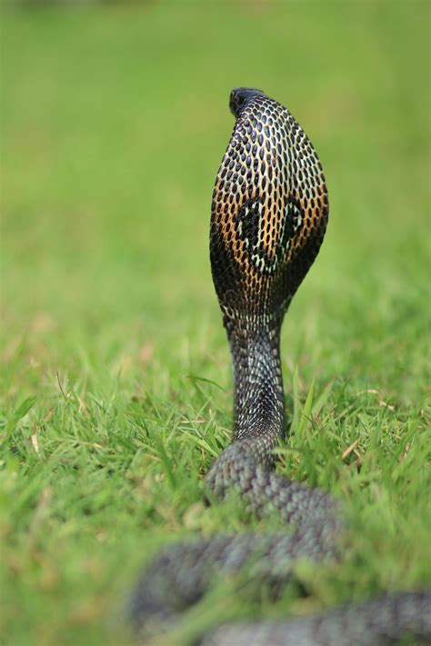 A King Cobra on the Green Grass · Free Stock Photo