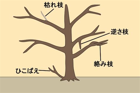 桜の剪定は時期と方法が重要｜切り口も処置して枯れるリスクを回避 お庭110番