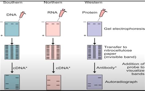 Northern Blotting Gentaur Espa A Anticuerpos Kits De Pcr Kits