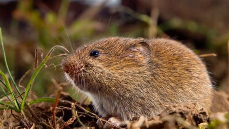 Poljska Voluharica Microtus Arvalis VitekoPlus