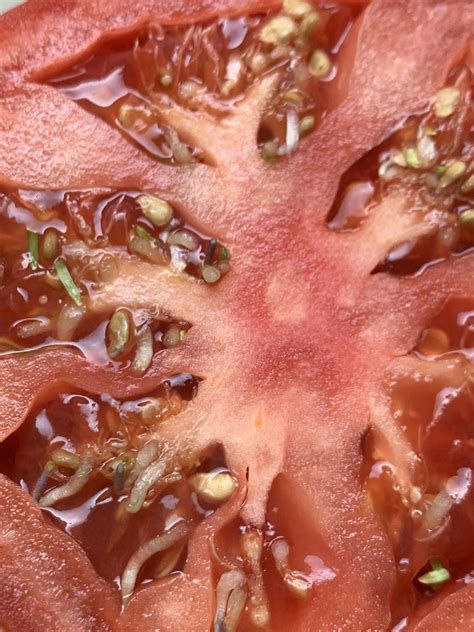 Seeds Sprouting Inside The Tomato Never Seen This Before When Cutting Open Tomatoes R Tomatoes