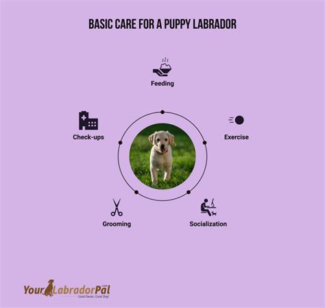 Taking Care Of A Puppy Labrador: Expert Tips And Tricks! - YourLabradorPal.com