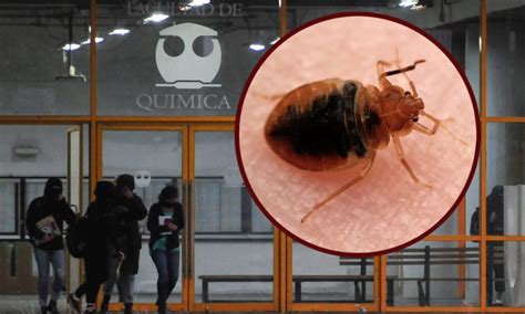 Chilango ¿hay Una Plaga De Chinches En La Unam Cierran La Facultad De Química Por Esta Razón