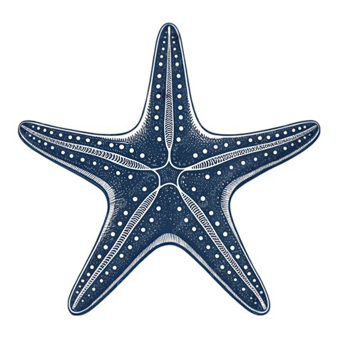 Contorno De Estrella De Mar Imprimible