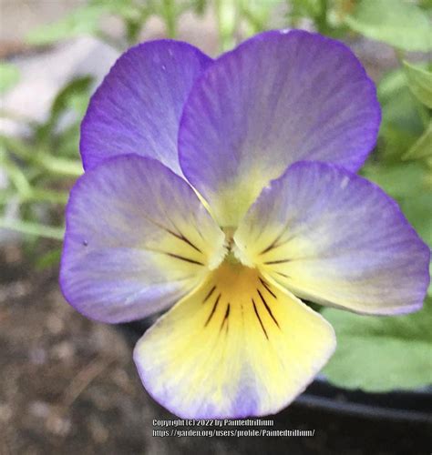 Photo Of The Bloom Of Pansy Viola X Wittrockiana Cool Wave® Blueberry