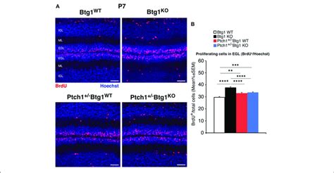 Genetic Ablation Of The B Cell Translocation Gene 1 Btg1 Gene In