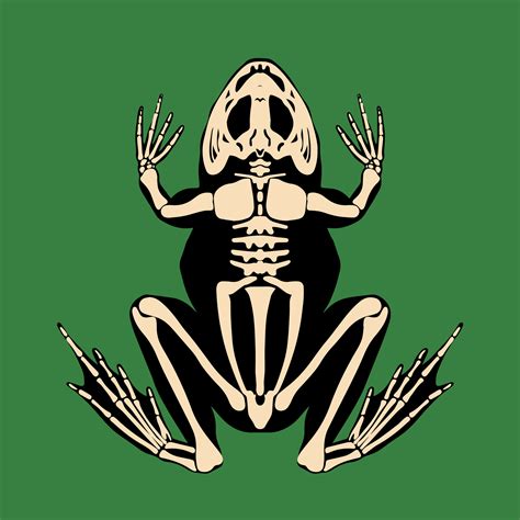 Frog skeleton. Vector illustration in a flat, cartoon style. Suitable ...