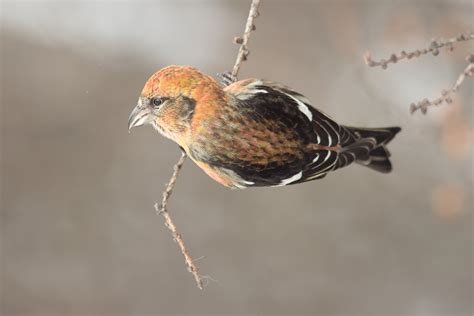 White Winged Crossbill Audubon Field Guide