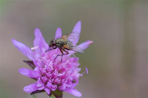 Fly Flower Insect Free Photo On Pixabay Pixabay