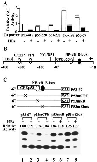 Identification Of The Hbx Repressive Element In The P Promoter A