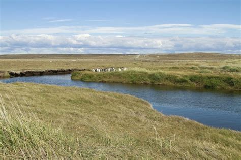 Premium Photo | Parque pinguino rey king penguin park on tierra del fuego