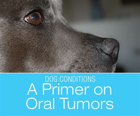 A Primer on Oral Tumors in Dogs: Benign or Cancerous