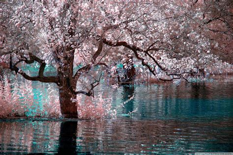 Water Cherry Blossom Wallpapers Top Free Water Cherry Blossom