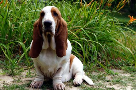 Mini Basset Hound: Everything You Need to Know