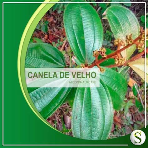 Canela De Velho Planta 100 pura Dores E Inflamações Pct 1kg MercadoLivre