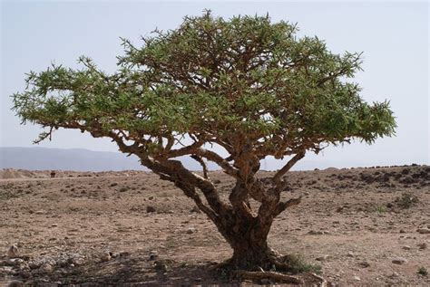 Boswellia Carterii - incence | Tree seeds, Desert landscaping, Tree