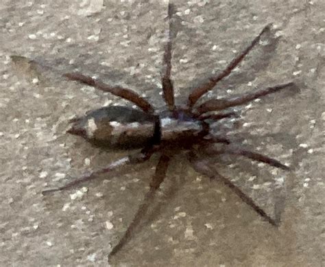 Unidentified spider in Lone Tree, Colorado United States