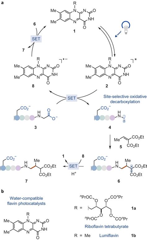 Proposed Mechanism For The C Terminal Selective Photoredox