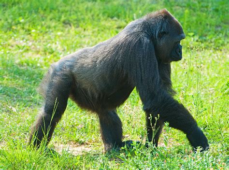 Female Western Lowland Gorilla Photograph By Millard H Sharp Pixels