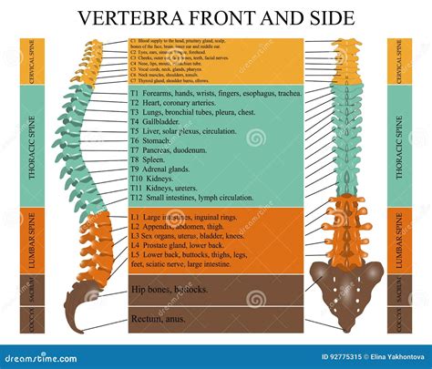 Human Spine Anatomy Diagram