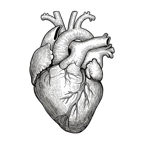 map of a human heart 8