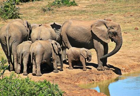 Free photo "African bush elephant" by Anja