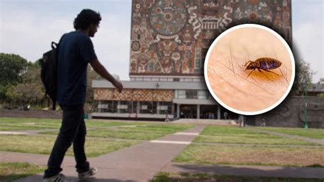 Plaga de chinches en la UNAM desata pánico y memes Noticias de Cuautla