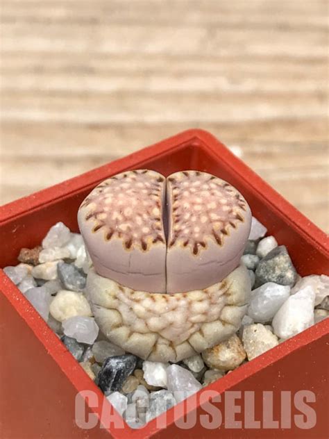 SHPR9184 Lithops julii ssp fulleri v fulleri C024 Кактус онлайн