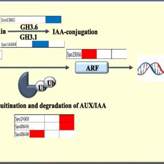 Differential Expression Of Gene Involved In Cell Wall Metabolism