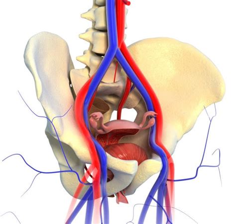 Animation Anatomie Weiblicher Unterleib Medicalgraphics