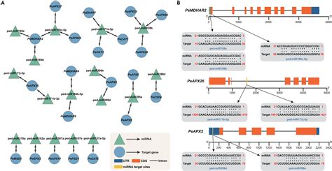 Comprehensive Characterization And Expression Analysis Of Enzymatic