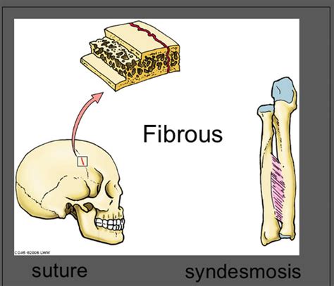 Lecture 6- Intro to MSK Anatomy Flashcards | Quizlet