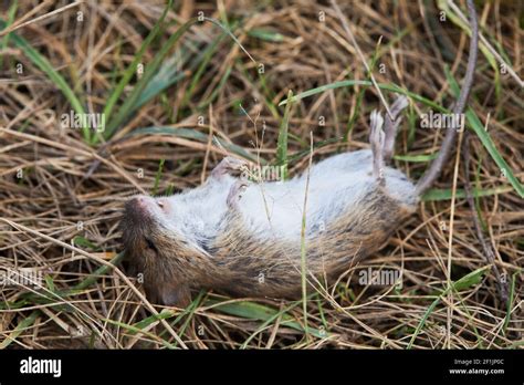 Common Vole Microtus Arvalis Field Hi Res Stock Photography And Images