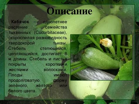 Кабачок корнишонный описание сорта