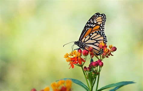 10 Datos Interesantes Sobre Las Mariposas Y Su Ciclo De Vida En Detalle Plagaswiki