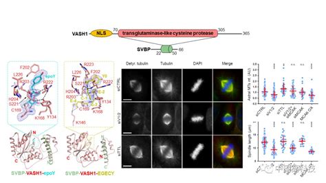 前沿科技 中科院等科学家合作研究揭示α Tubulin末端去酪氨酸酶的催化机制及其在有丝分裂中的重要功能蛋白