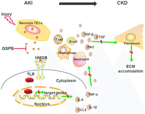 Schematic Diagrams Illustrating The Mechanism By Which GSPE Protects