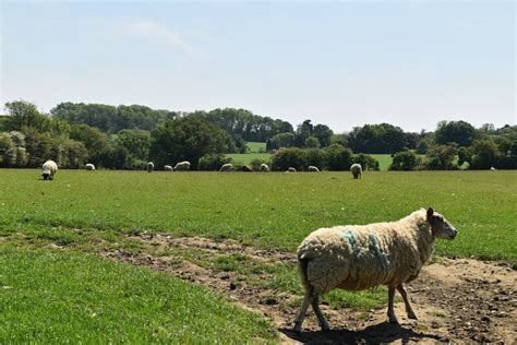 Sheep Grazing N Chadwick Cc By Sa 2 0 Geograph Britain And Ireland