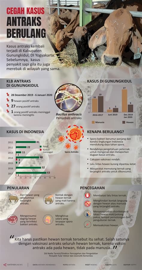 Cegah Kasus Antraks Berulang Infografik ANTARA News